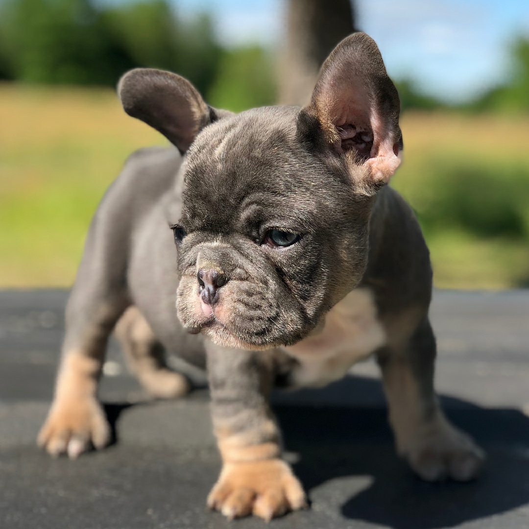 Home - French Bulldog Puppies for sale - French Bulldog Pupp